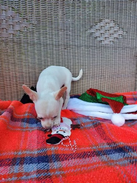 vendita disponibili cuccioli chihuahua