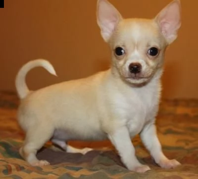 chihuahua cuccioli disponibile per l'adozione