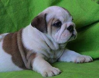 cuccioli di bulldog inglese per natale | Foto 3