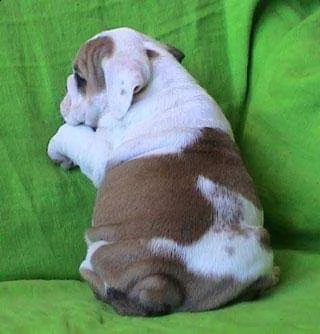 cuccioli di bulldog inglese per natale | Foto 2