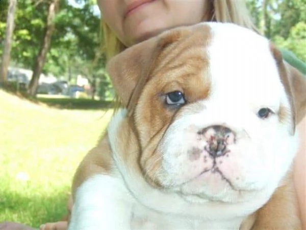 cuccioli di bulldog inglese per natale | Foto 1