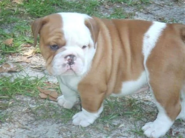 cuccioli di bulldog inglese per natale | Foto 0