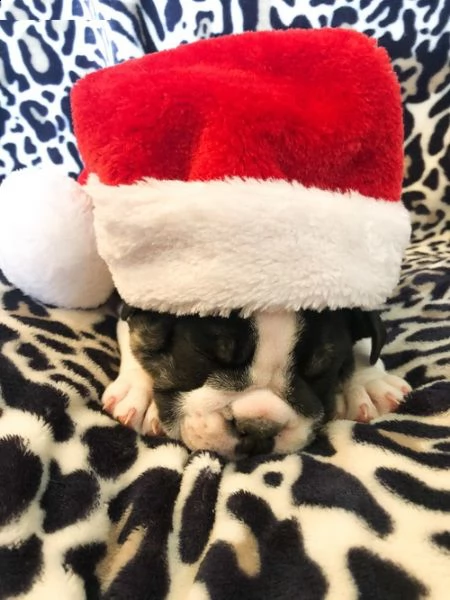 cuccioli di bulldog inglese per natale
