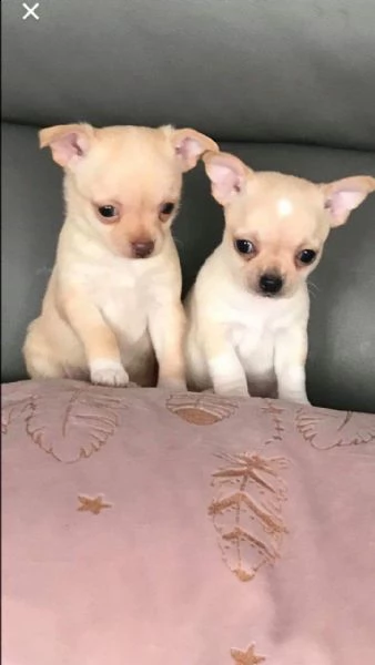 vendita cucciolo chihuahau - cuccioli pelo corto e lungo - allevamento/pedigree