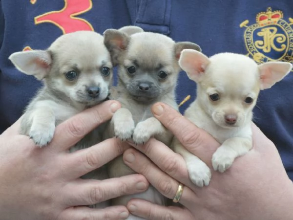 vendita cucciolo chihuahau - cuccioli pelo corto e lungo - allevamento/pedigree | Foto 1