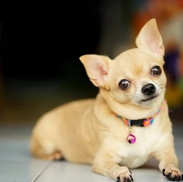 vendita cucciolo chihuahau - cuccioli pelo corto e lungo - allevamento/pedigree | Foto 0