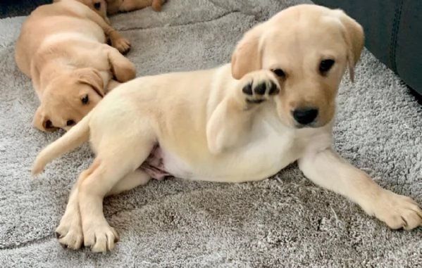 vendita cucciolo cuccioli di labrador vari colori cresciuti a casa