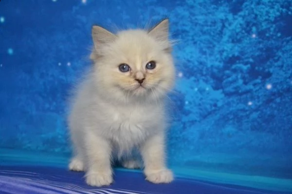 gattini ragdoll maschio e femmina per natale | Foto 3