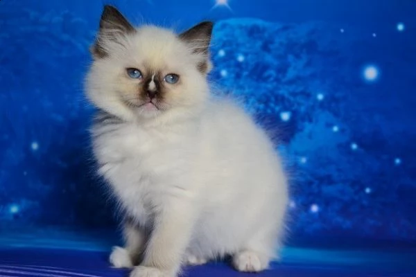 gattini ragdoll maschio e femmina per natale | Foto 2