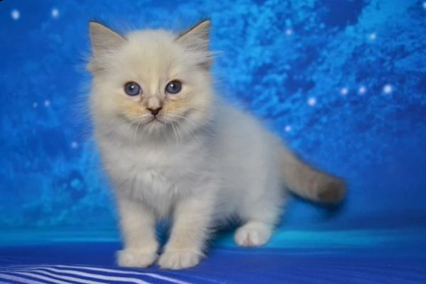 gattini ragdoll maschio e femmina per natale | Foto 1