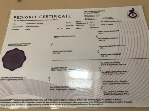 gattini ragdoll maschio e femmina per natale | Foto 0