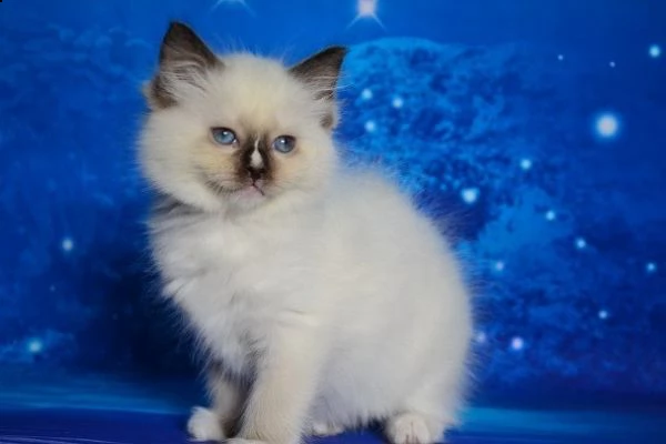gattini ragdoll maschio e femmina per natale