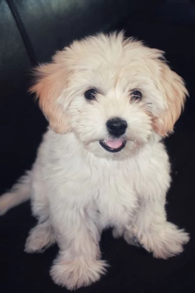 cuccioli di bichon havanese
