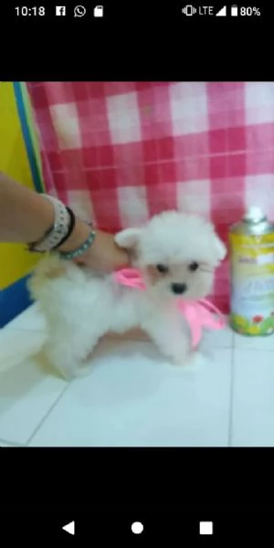cuccioli di maltese