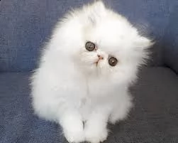 abbiamo questi bellissimi piccoli persiani maschi e femmine che ti scioglieranno il cuore di felicit