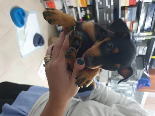 cuccioli di pinscher toy