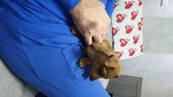 cuccioli di pinscher toy | Foto 0