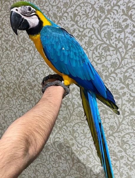 ara ararauna di 5 mesi per natale