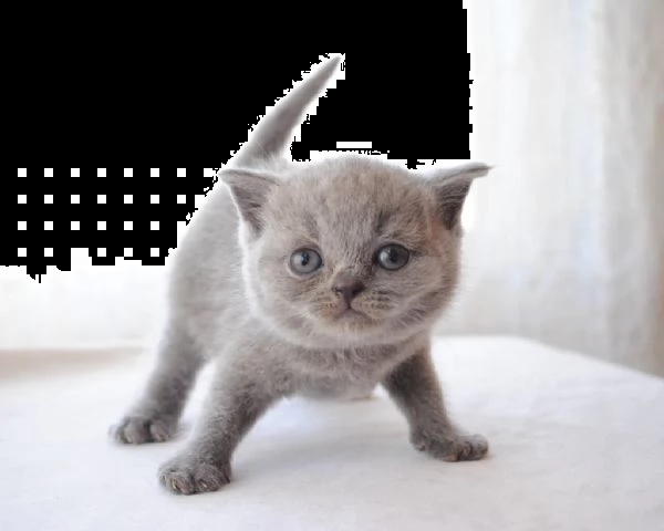 5 cuccioli di british shorthair | Foto 2