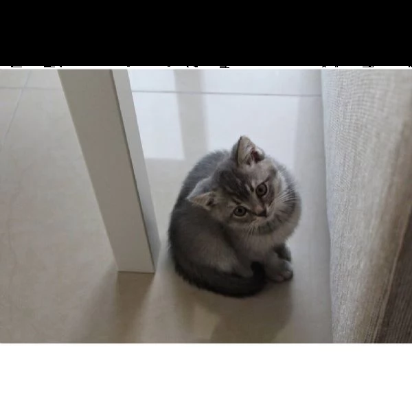 5 cuccioli di british shorthair  | Foto 2