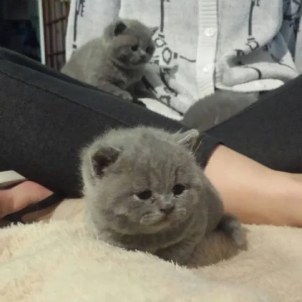 5 cuccioli di british shorthair  | Foto 1