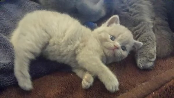 5 cuccioli di british shorthair 