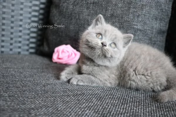 gattini british shorthair registrati | Foto 3