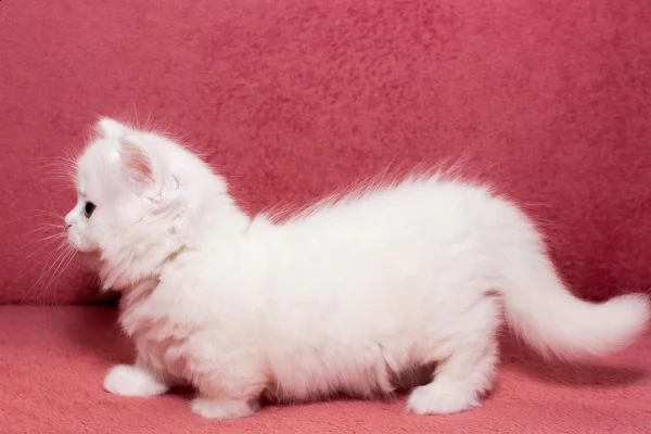 gattini british shorthair registrati | Foto 2