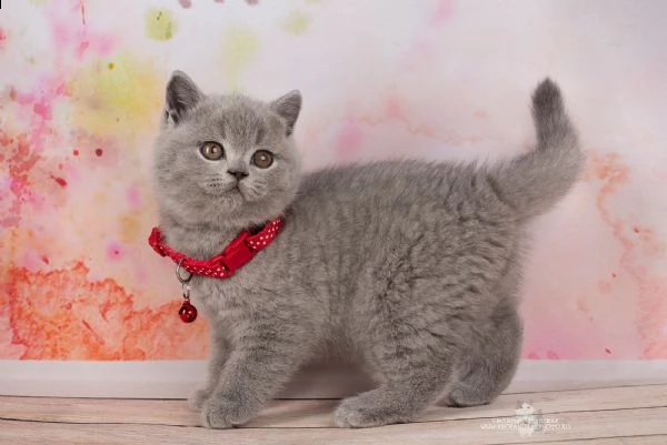 gattini british shorthair registrati | Foto 1