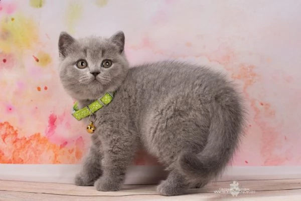 gattini british shorthair registrati | Foto 0