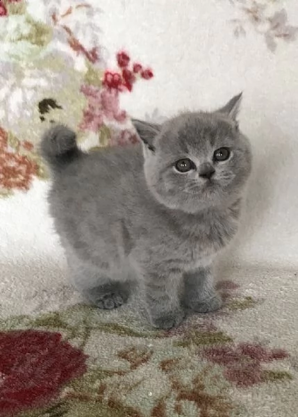gattini british shorthair registrati