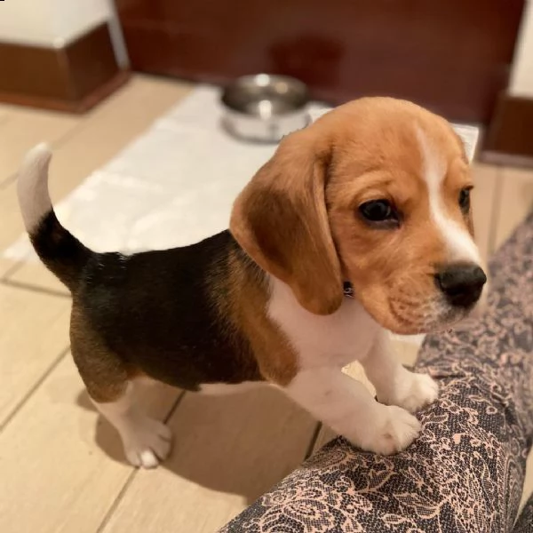 regalo beagle 