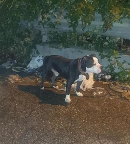 regalo cuccioli pitbull