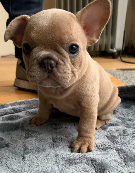 adorabili cuccioli di bulldog francese pronti per entrare nelle nuove case.
