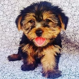 adorabile cucciolo di yorkie per l'adozione