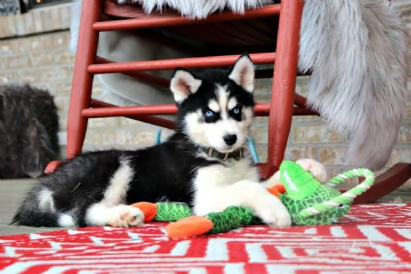 cuccioli di siberian husky maschi e femmine | Foto 1