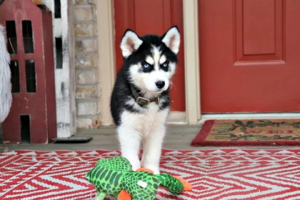 cuccioli di siberian husky maschi e femmine | Foto 0