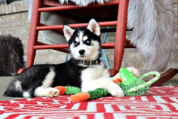 cuccioli di siberian husky maschi e femmine