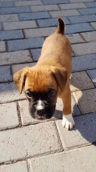 cucciolo di boxer carino per la nuova casa