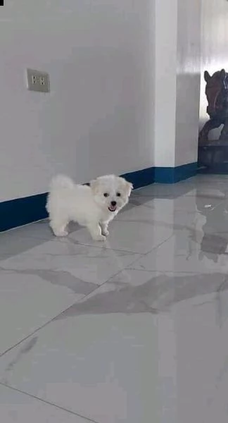 favoloso e soddisfacente cucciolo toy maltese