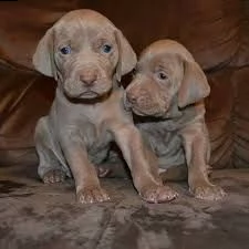 cuccioli di weimaraner con pedigree.