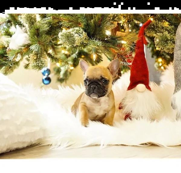 bouledogue francese disponibile subito | Foto 0