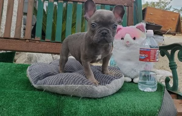 bouledogue francese disponibile subito