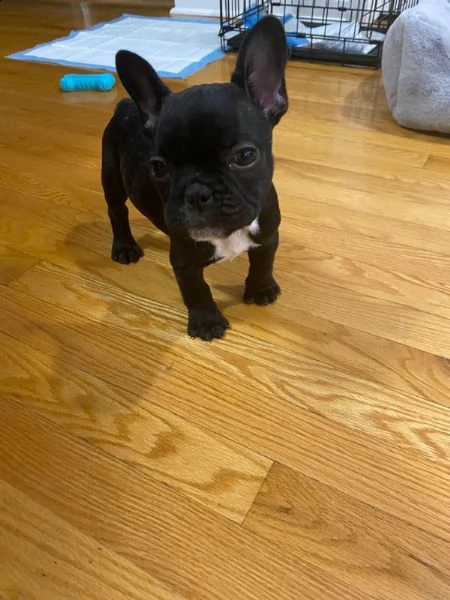vendita kucciolotti di bouledogue francese...blu | Foto 0