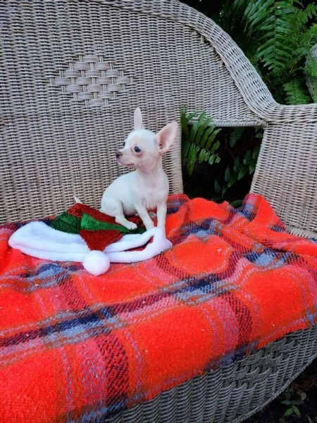 vendita cucciolo disponibili bellissimi cuccioli di chihuahua . | Foto 0
