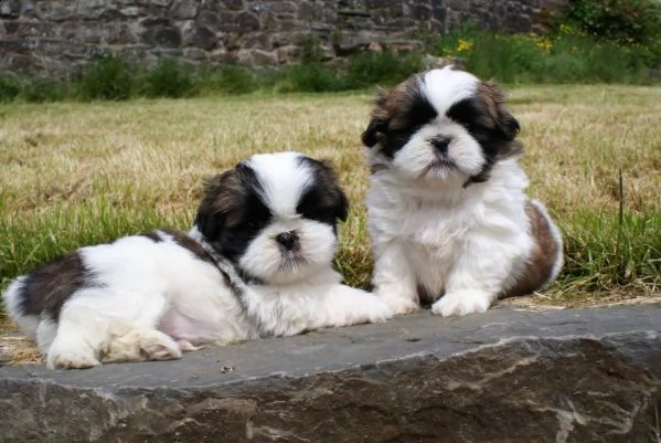 regalo cuccioli di shitzu
