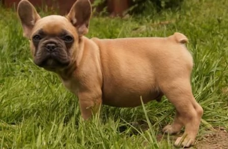 bellissimi cuccioli di bulldog francese in vendita | Foto 1