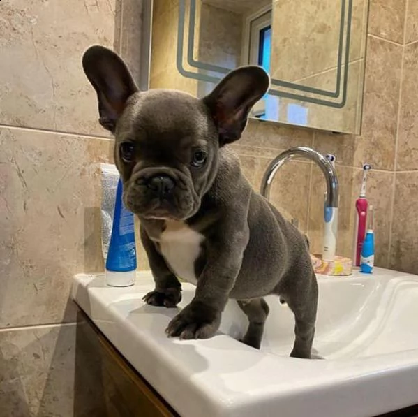 bellissimi cuccioli di bulldog francese in vendita