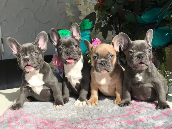 bellissimi cuccioli di bulldog francese in vendita | Foto 0