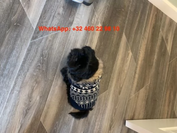 shih tzu di 11 settimane